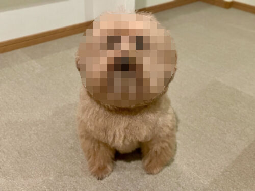 小手伸也　犬　トイプードル　似てるに関連した画像-01