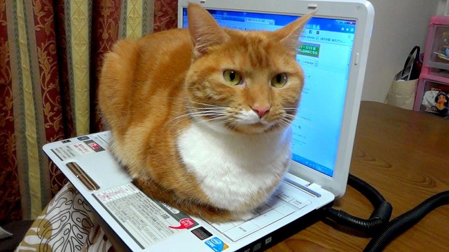 ネコ 飼い主 認識 ダメなおおきなねこに関連した画像-01