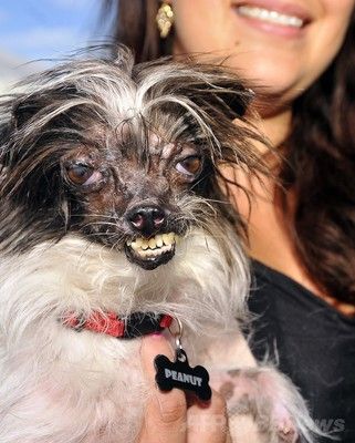 Resultado de imagen para ç¬ Chinese Crested æ±ãããã