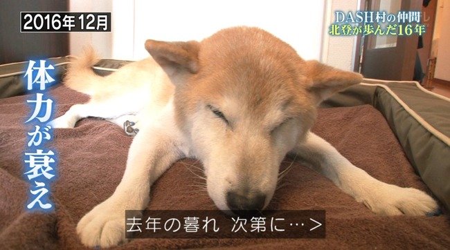 鉄腕DASH DASH村 北登 永眠に関連した画像-04