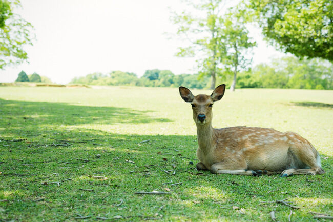ゴールデンウィーク 鹿 画像 Twitter 食べ放題に関連した画像-01