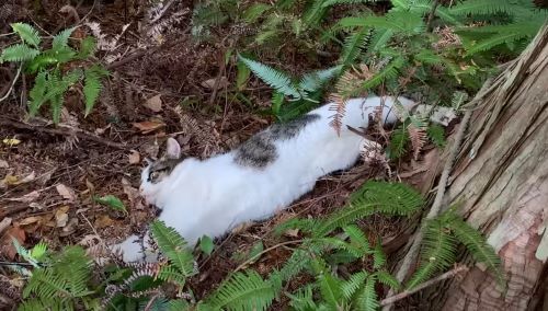狩猟系YouTuber 猫 逮捕 動物愛護団体 呉アニマルピース 地域 野生に関連した画像-01