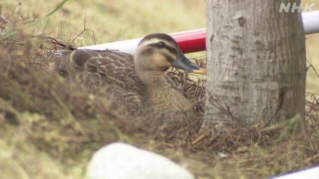 カルガモ　卵　宮城　利府町に関連した画像-01