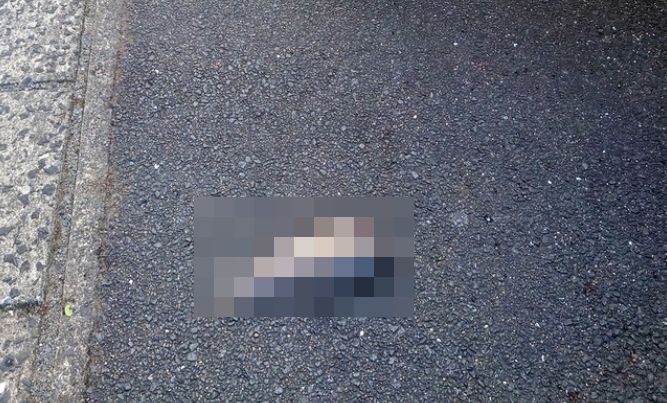 自転車　頭　魚　落下　ぶつかる　衝撃　転倒に関連した画像-01