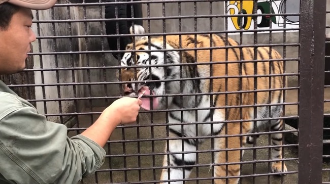 ちゅ〜る ライオン トラに関連した画像-07