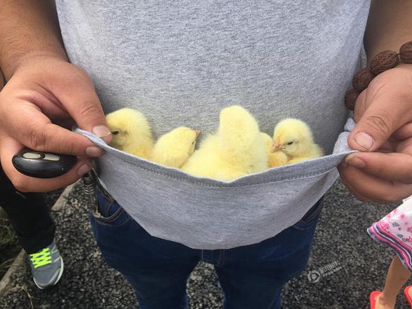路上でトラックが倒れて数万羽もの ひよこ が散乱 湧き出た付近住人による争奪戦へwwwwwww オレ的ゲーム速報 刃 路上でトラックが倒れて数万羽もの ひよこ が散乱 湧き出た付近住人による争奪戦へwwwwwww オレ的ゲーム速報 刃
