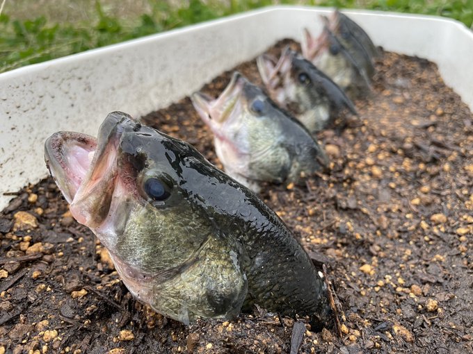 おーちゃんねる ブラックバス 実験 釣り人 倫理観 ユーチューバーに関連した画像-02