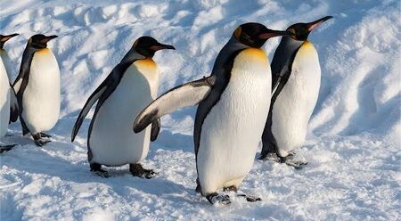 ペンギン　南極大陸　鳥インフル　Ｈ５Ｎ１型　チリ南極研究所に関連した画像-01
