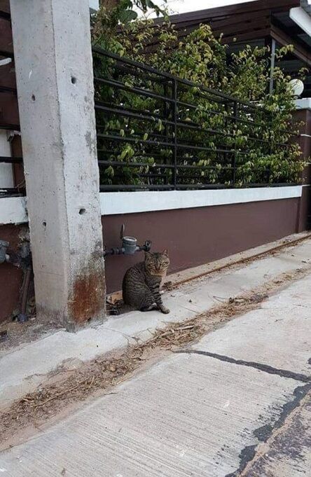 行方不明猫借金帰宅に関連した画像-05