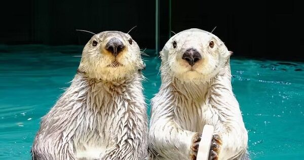 ラッコ　iPhone Android 水族館　事故に関連した画像-01