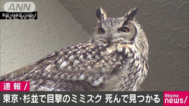 悲報 東京のミミズク 死亡 オレ的ゲーム速報 刃 悲報 東京のミミズク 死亡 オレ的ゲーム速報 刃