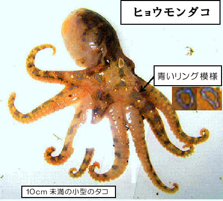 注意 フグと同じ猛毒を持つ ヒョウモンダコ が日本中の海岸に発生 海で泳ぐ人は気をつけて オレ的ゲーム速報 刃