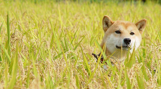 鉄腕DASH DASH村 北登 永眠に関連した画像-01