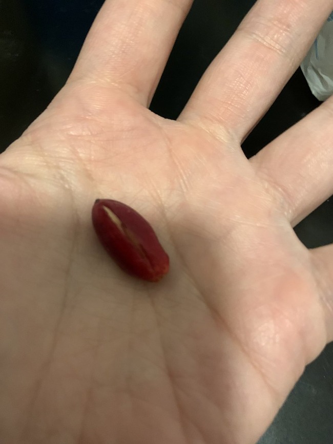 ツイッター ミラクルフルーツ 塩酸 硫酸 実験に関連した画像-03