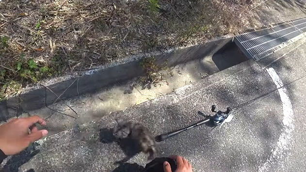 渥美拓馬 YouTuber 釣り 猫 子猫 保護 捨て猫 迷子 動画 再生数に関連した画像-10