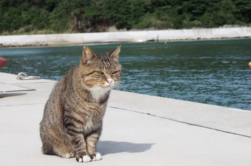 ネコ 標識 かわいい 交通事故 猫に関連した画像-01
