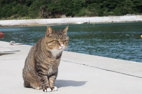 ネコ　標識　かわいい　交通事故　猫に関連した画像-01