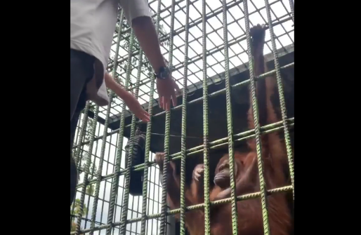 動物園　オランウータン　檻　挑発　男性に関連した画像-01