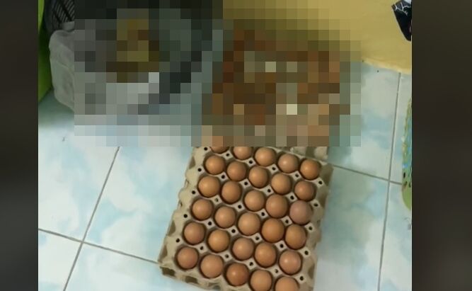 卵　大量　購入　女性　外出　放置　ヒヨコ　孵化に関連した画像-01