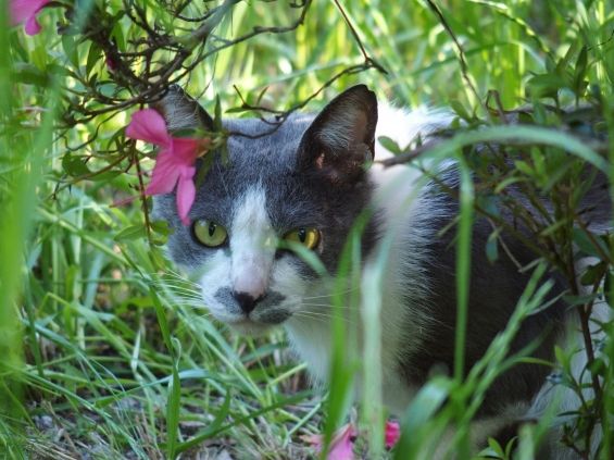 d-neko39699_64