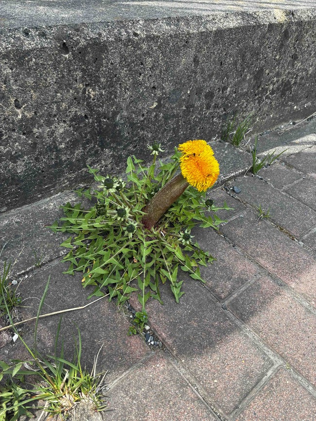 たんぽぽ 変異 茎に関連した画像-02