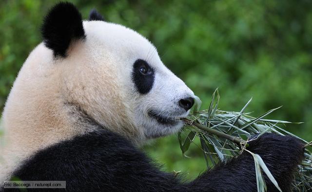 giant_panda_1