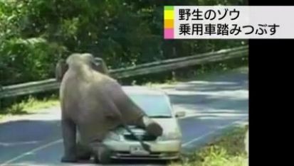 ゾウさん