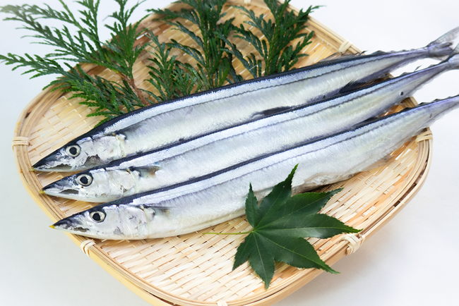 サンマ 秋刀魚 初水揚げ 1匹 16800円 高級魚 ご祝儀相場 記録的不漁に関連した画像-01