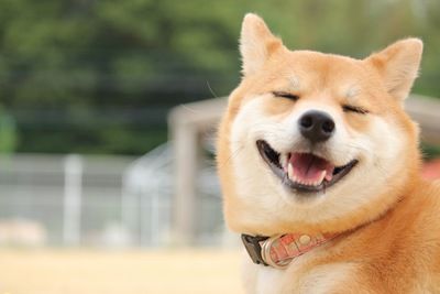 動画 柴犬 飼い主がゲームに夢中で遊んでくれない せや 可愛すぎwwwww オレ的ゲーム速報 刃 動画 柴犬 飼い主がゲームに夢中で遊んでくれない せや 可愛すぎwwwww オレ的ゲーム速報 刃