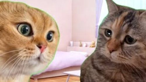猫ミーム　流行　流行り　インターネット　SNSに関連した画像-01
