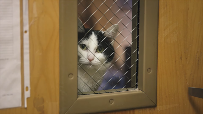 ワシントン　刑務所　模範囚　更生　猫に関連した画像-04