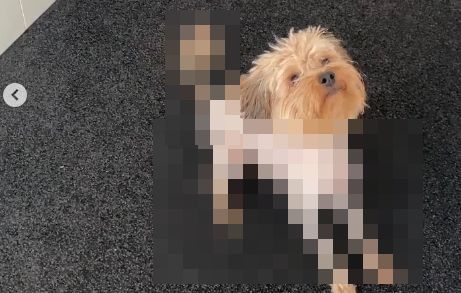 ペット　犬　トリミング　挑戦　クラスティに関連した画像-01