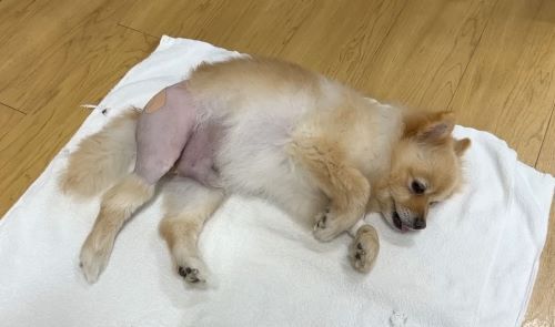 犬 ポメラニアンのポメくん コレコレ YouTube TOSHI 虐待に関連した画像-01