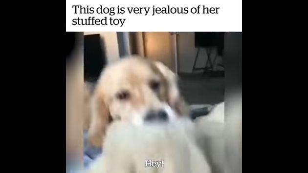 犬　ぬいぐるみ　豹変　嫉妬に関連した画像-06