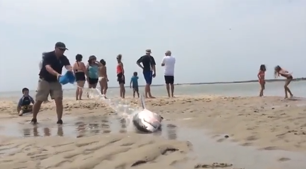 ホホジロザメ　救出　Twitter　カモメ　浜辺　打ち上げられた　マサチューセッツ州に関連した画像-01