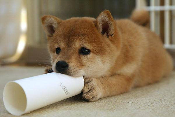 犬 ブチ切れ 警官 攻撃に関連した画像-01