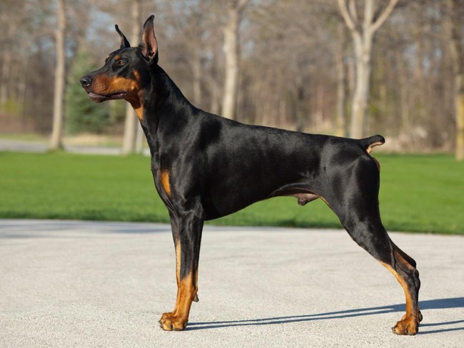  ͳƻ ѡ ɡ٥ޥ åȥ磻顼 æ˴Ϣ-04