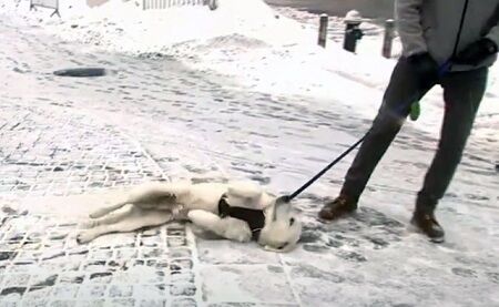 犬 アメリカ 放送事故 ニュース ハプニングに関連した画像-01