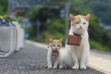 猫 180kmに関連した画像-01
