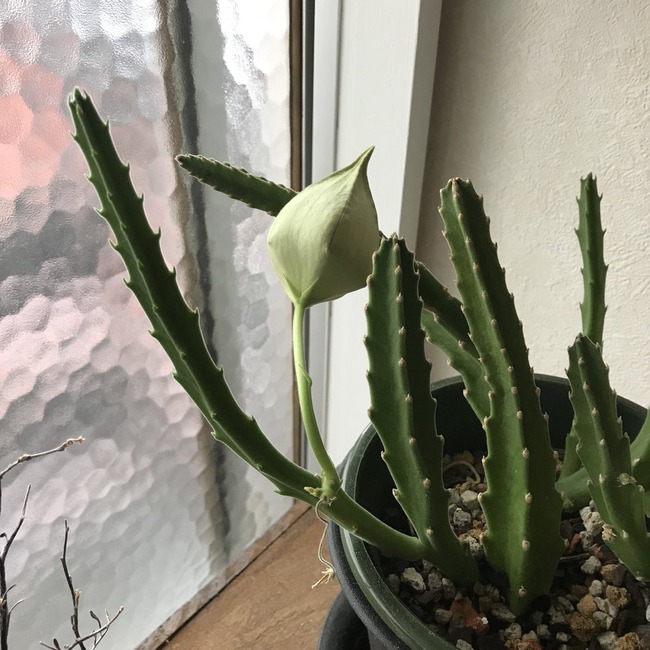 サボテン オオバナサイカク 腐肉植物に関連した画像-02
