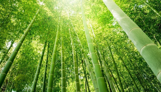 イギリスで竹を庭に植えるのがブームに 結果wwwwwwwww オレ的ゲーム速報 刃 イギリスで竹を庭に植えるのがブームに 結果wwwwwwwww オレ的ゲーム速報 刃