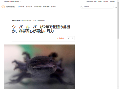 ウーパールーパー 絶滅危機 に関連した画像-02