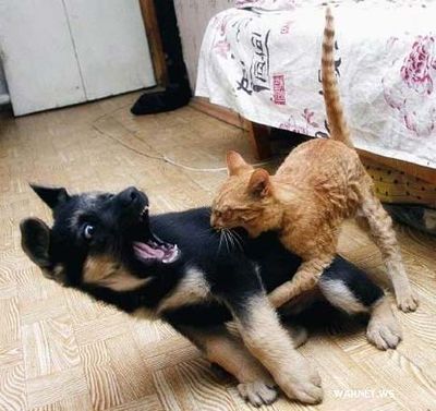 猫vs犬はどっちが強いのか 専門家によると3次元的に動ける猫の方が有利と判明 オレ的ゲーム速報 刃 猫vs犬はどっちが強いのか 専門家によると3次元的に動ける猫の方が有利と判明 オレ的ゲーム速報 刃
