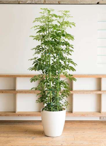 鉢植え カポック デカすぎに関連した画像-03