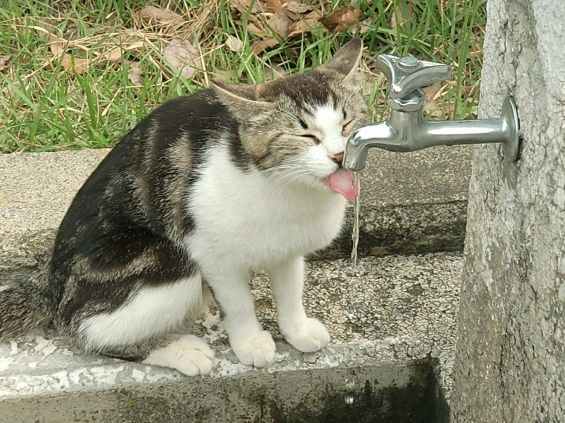 d-neko37735_607