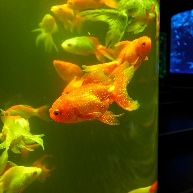 インスタ映えすると話題の金魚の水族館 金魚が死んでいたり病気が蔓延していたりと環境が酷すぎて大バッシング オレ的ゲーム速報 刃 インスタ映えすると話題の金魚の水族館 金魚が死んでいたり病気が蔓延していたりと環境が酷すぎて大バッシング オレ的ゲーム速報 刃