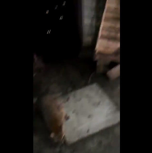 ư�衡���饤���ޡ�����˴�Ϣ��������-04
