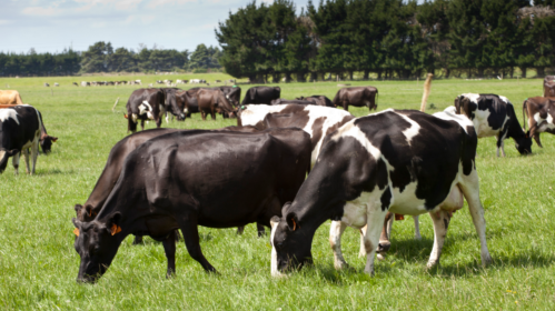 ニュージーランド　課税　牛　酪農　おなら　げっぷ　尿　地球温暖化　温室効果ガスに関連した画像-01