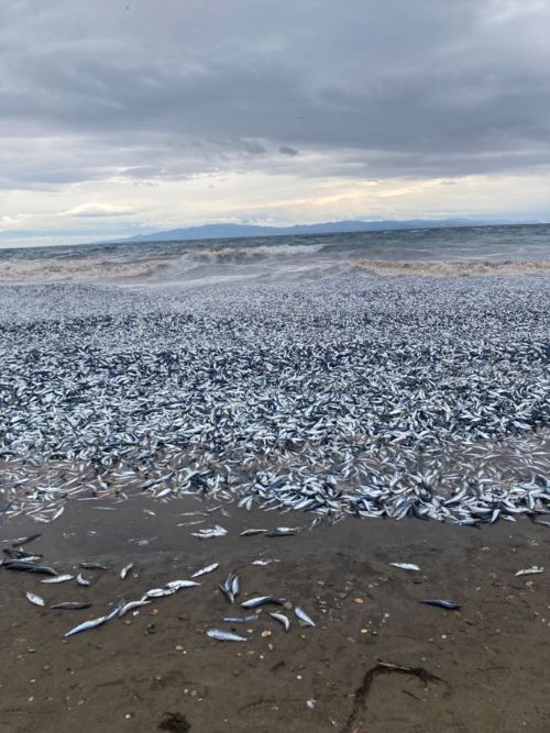 �̳�ƻ��ȡ�ۡ��Ͱ桡�������路�����亮�����Ǥ��夲�����̤˴�Ϣ��������-02