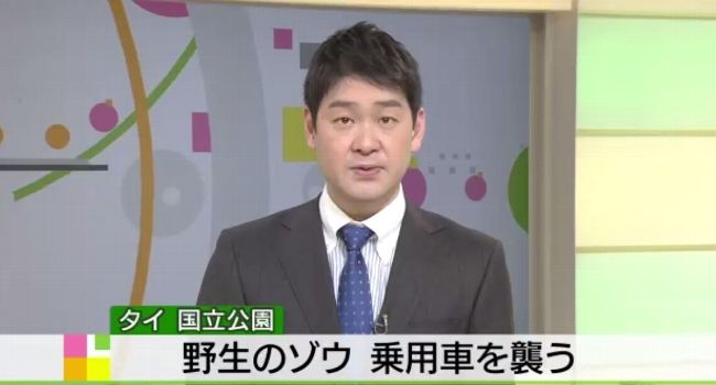 ゾウ1